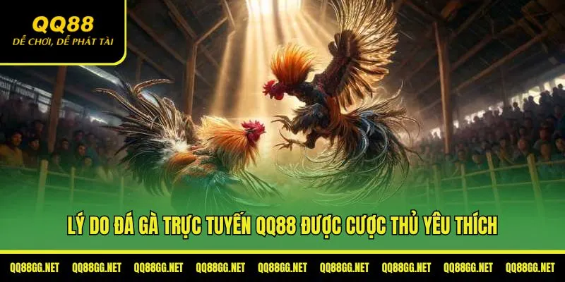 Lý do đá gà trực tuyến QQ88 được anh em cược thủ yêu thích